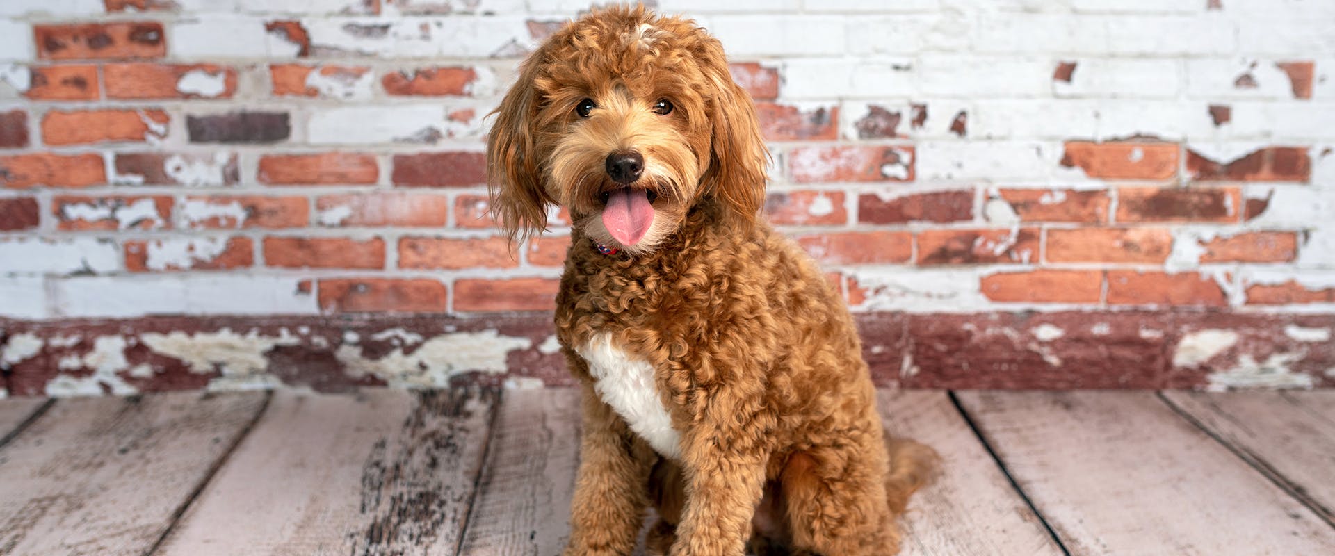 Goldendoodle haircuts online for summer